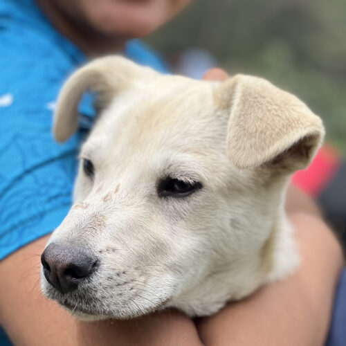 Tour Cerro Kénnedy 2 Días