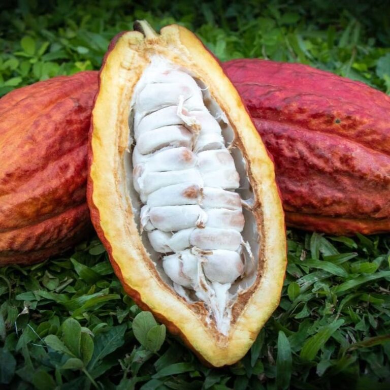 Descubre la magia oculta en la naturaleza con nuestra aventura a Cascada Escondida ☕🍃 Más allá (2)