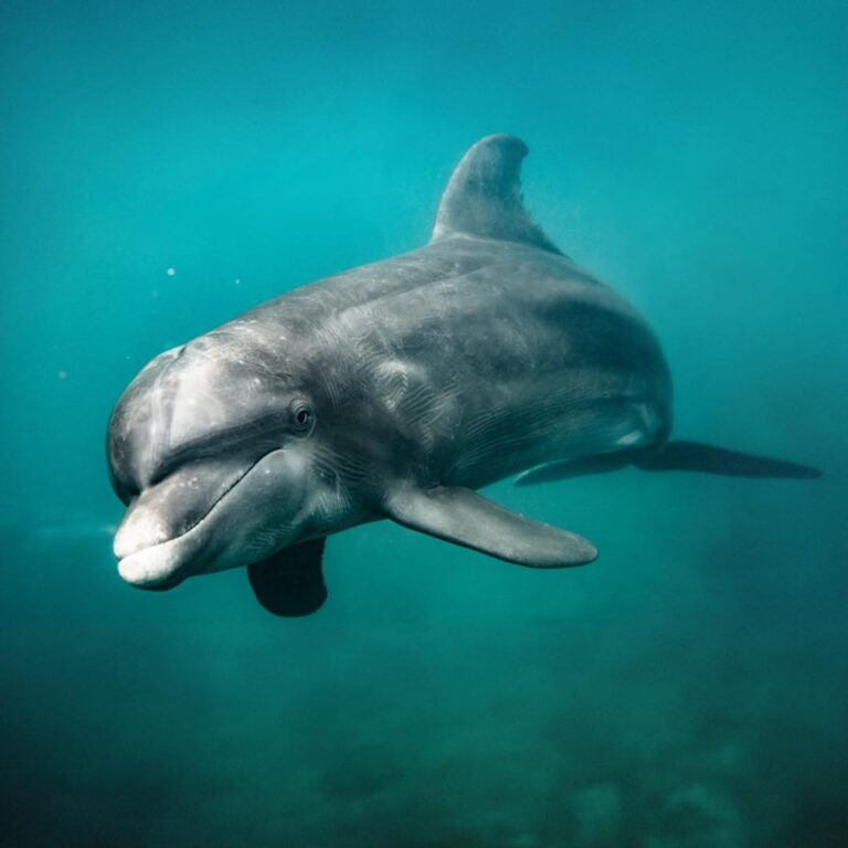 La piel de los delfines se renueva cada 2 horas