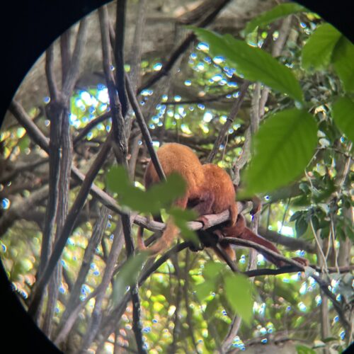 Animales-del-Parque-Tayrona