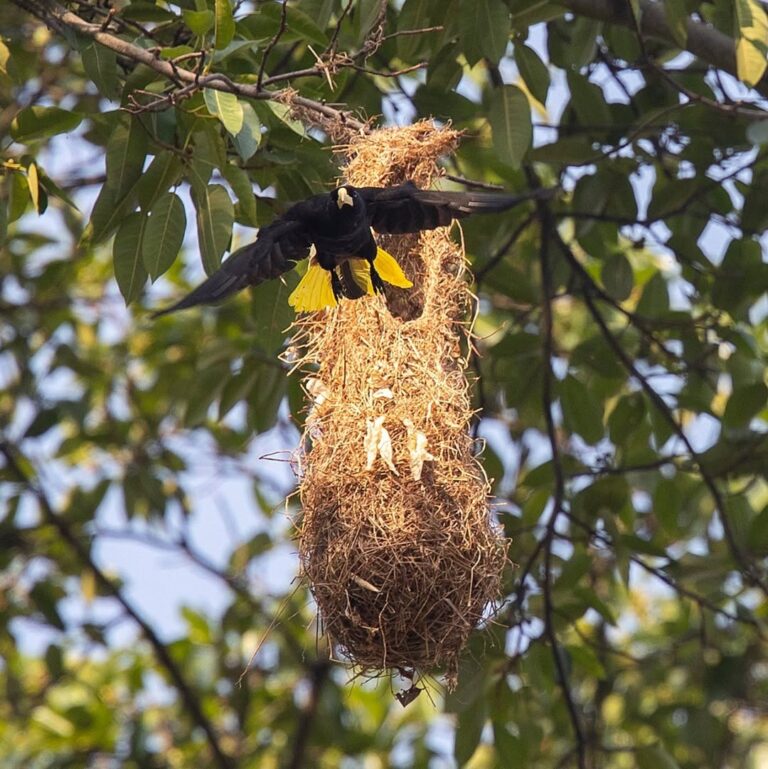 #oropendulacrestada #avesminca #avescolombia #bird #canonfoto #crestedoropendola #fotodeaves