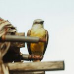 pexels-ritratto-visual-704627165-32643807