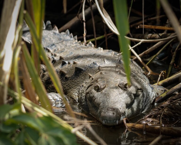 7774c26c-776d-4487-8a78-aec1b285d5e6