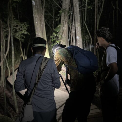 Observación de animales Nocturnos en el Parque Tayrona Tour Observación de Fauna Nocturna en el Parque Tayrona
