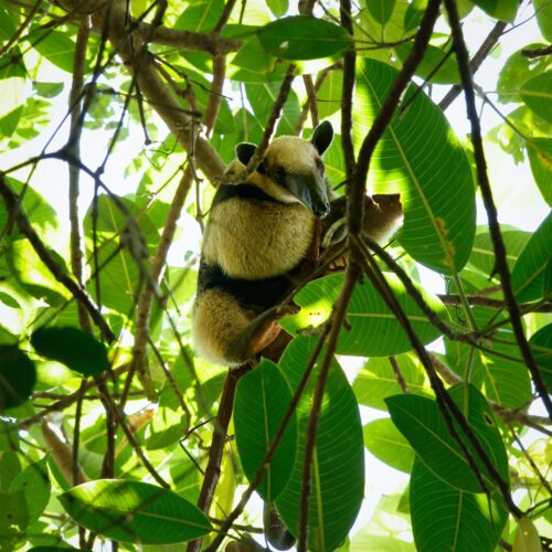 Fauna e Interpretación del Bosque en la Sierra Nevada de Santa Marta