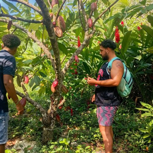Tour-de-cacao-cerca-al-parque-tayrona