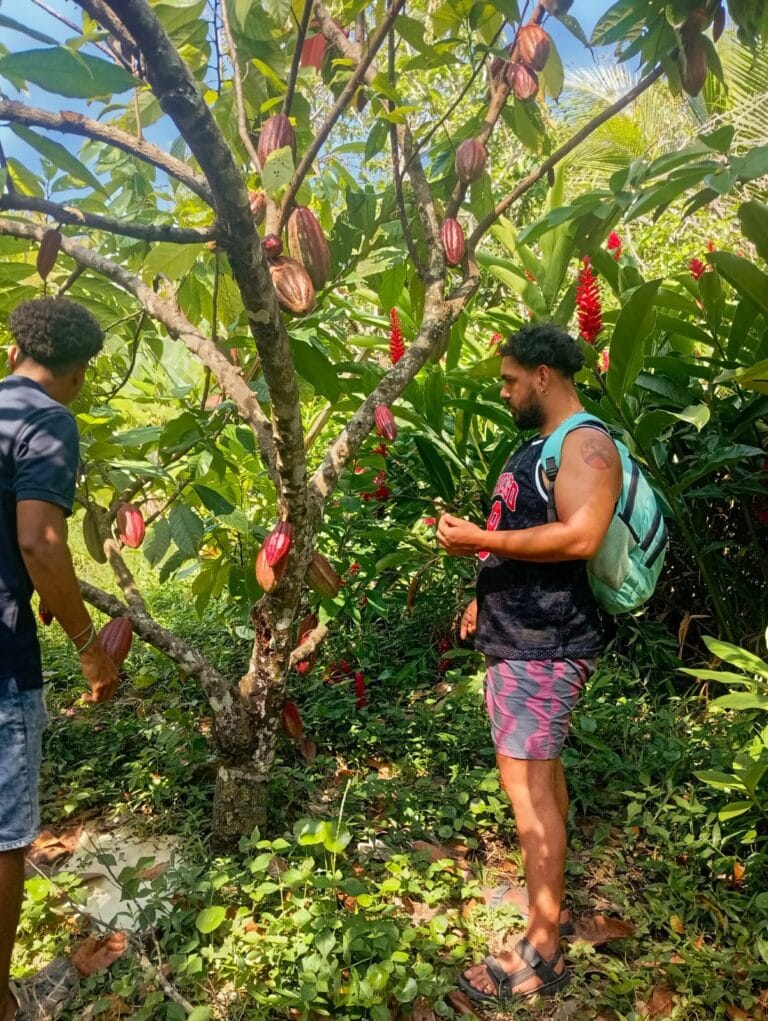 Tour-de-cacao-cerca-al-parque-tayrona
