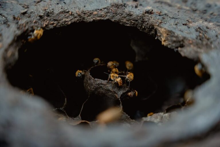 La comunidad de La Ceiba, más que un punto en el mapa, es un símbolo vivo de historia y transfor