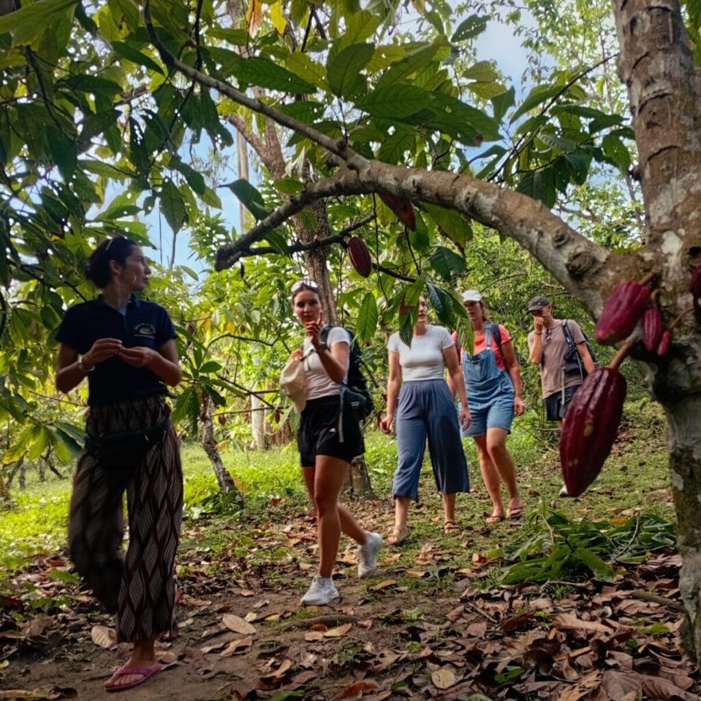 Tour-de-cacao-cerca-al-parque-tayrona
