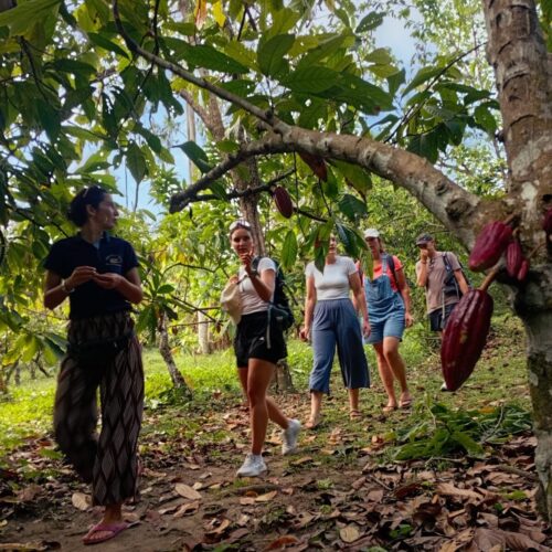 Tour-de-cacao-cerca-al-parque-tayrona