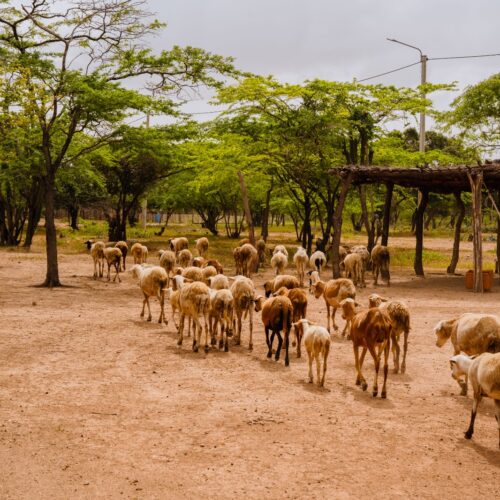 Tour a la Guajira 4 Días