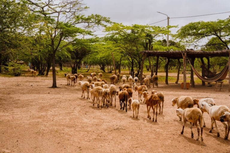 Tour-Cabo-de-la-Vela-Punta-Gallinas-y-una-noche-en-Ranchería-4-Días