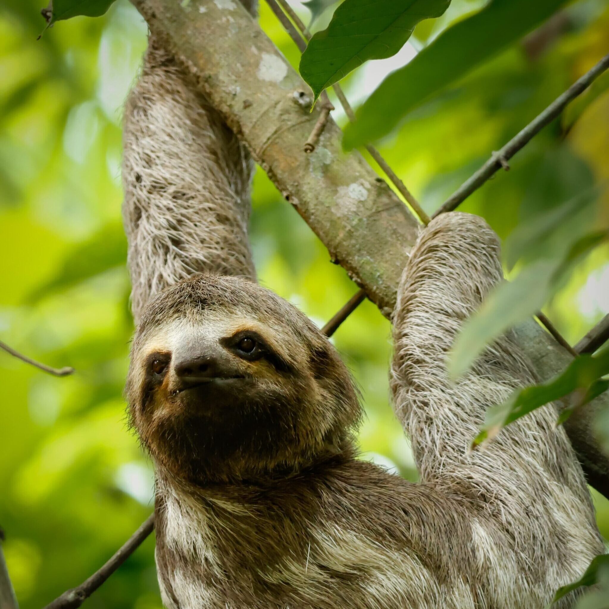 Tour Observación de Fauna del Parque Tayrona