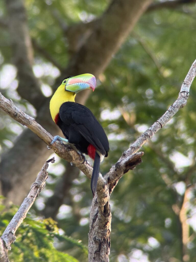 Tour Observación de Fauna del Parque Tayrona