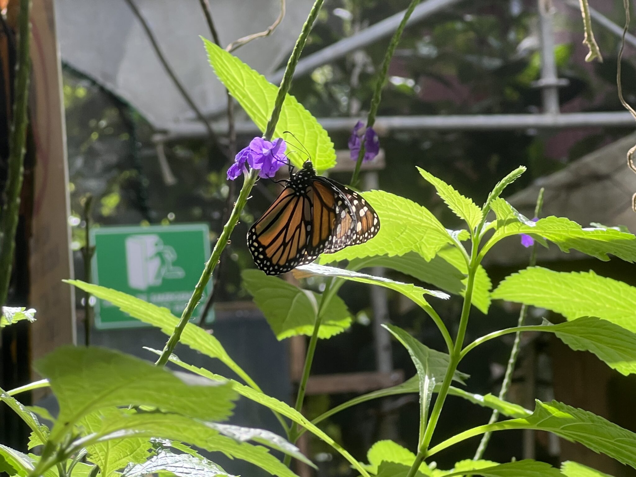 Mariposario de Minca