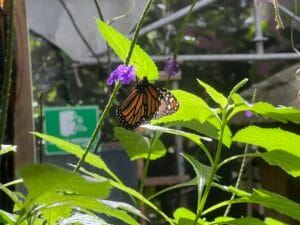 Mariposario de Minca